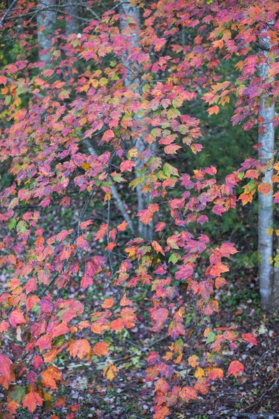 Hojas de álamo blanco de otoño — Foto de Stock