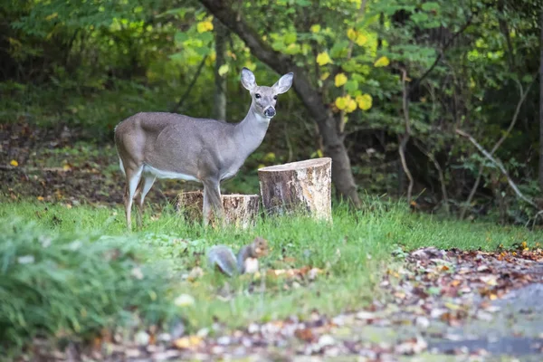 Beslenme saati orman hayvanları için