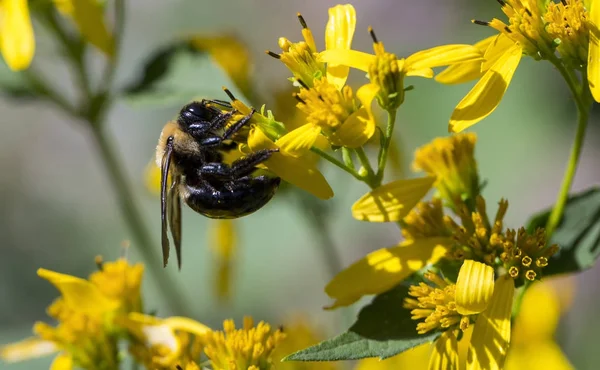 Arı toplama gıdalardan kır çiçekleri — Stok fotoğraf