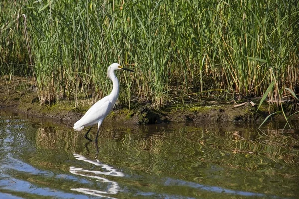 Grande aigrette blanche sur la chasse — Photo