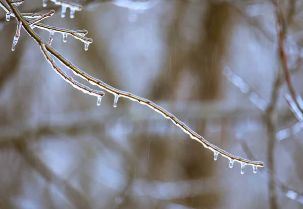 Brindilles encastrées dans la glace I — Photo