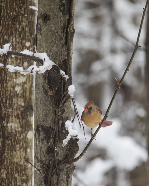 Kardinalin im Schnee — Stockfoto