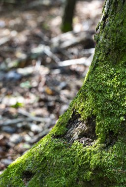 Parlak yeşil yosun, sonbahar sırasında bir meşe ağacının kuzey tarafında yetişir..