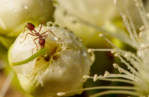 Ant Working on buds bell fruit flowers