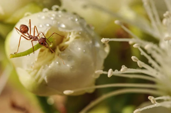 Ant Working on buds bell fruit flowers