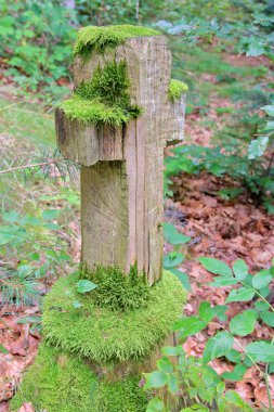 Eski bir unutulmuş orman iz üzerinde çapraz.