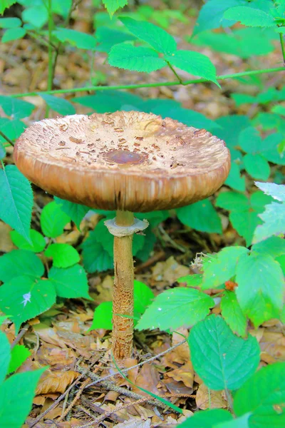 Forest mushroom - an umbrella motley.