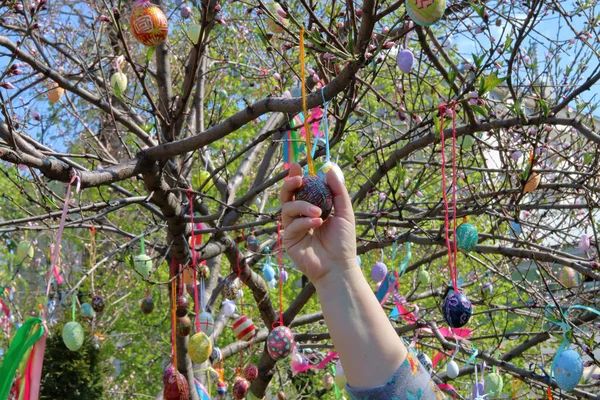 Decoration of a flowering tree for the Easter holiday.