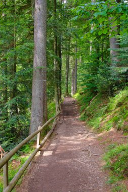 Ormanın içinden geçen yol.