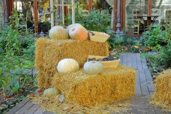 Saman, kabak ve üzüm ile kompozisyon.