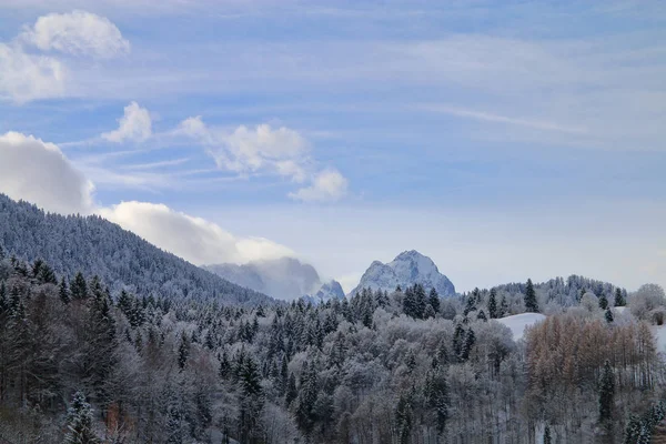 Verschneiter Wald an den Hängen der Berge. — Stockfoto