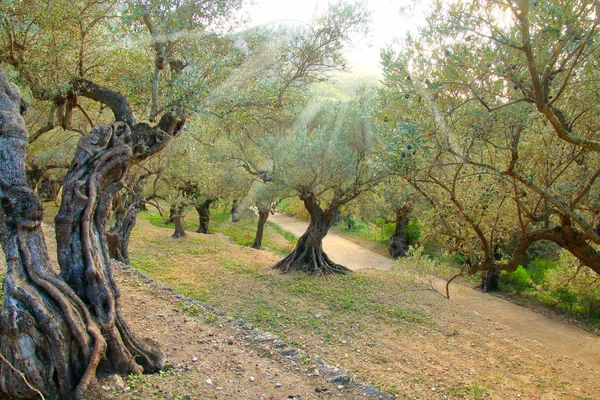 Gün batımında eski zeytin bahçesi.