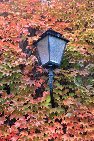 Уличная лампа на фоне красных листьев дикого винограда . — стоковое фото