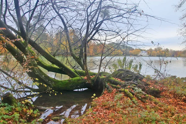 Paisagem de outono com um lago pitoresco no parque velho . — Fotografia de Stock