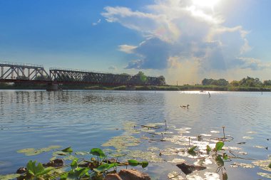 Güneşli bir günde nilüferlerle dolu nehir manzarası.