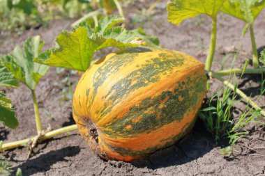 Parlak olgun balkabağı bahçede yatıyor..