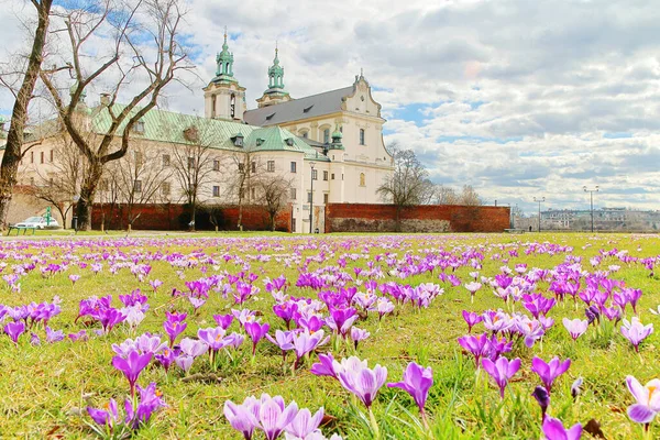 Foto Scattata Cracovia Polonia Nella Foto Fiori Primaverili Sono Crochi — Foto Stock