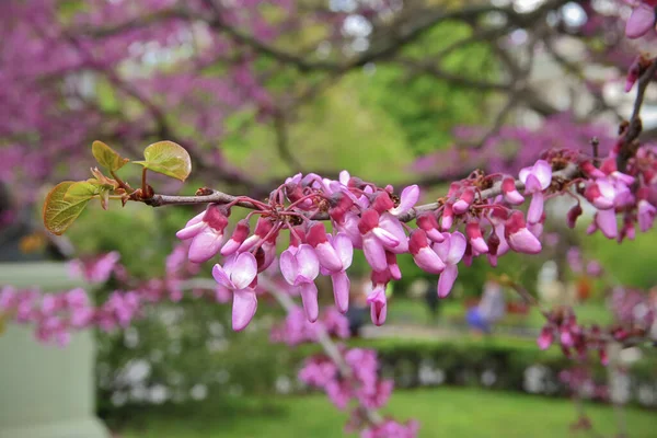 Fotot Taget Odessas Stadsträdgård Bilden Visar Trädgren Som Blommar Våren — Stockfoto