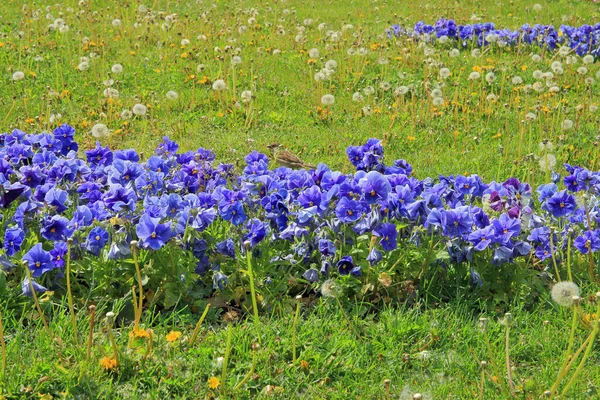 Foto Foi Tirada Parque Público Odessa Imagem Mostra Flores Azuis — Fotografia de Stock