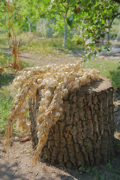 Fotoğraf Ukrayna 'da çekildi. Resim, bahçedeki bir kütüğün üzerinde duran sarımsağı gösteriyor..