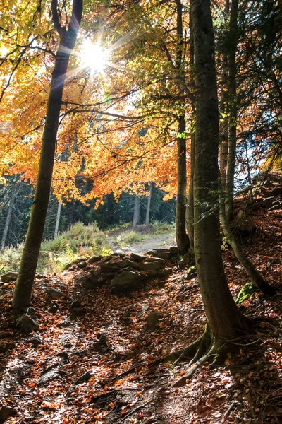 Sonbahar ormanı ve güneş ışığı