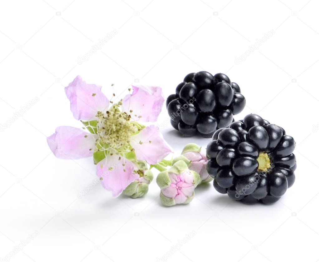 Ripe blackberries isolated on white