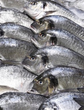 Yaldızlı kafalı barbun buz üstünde