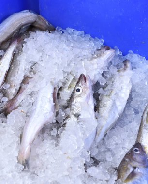 Taze balık veya hake