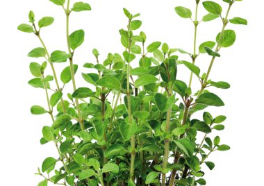 Taze, yeşil kekik bitki