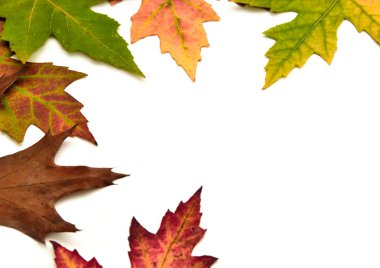 Sonbahar dekorasyon arka plan