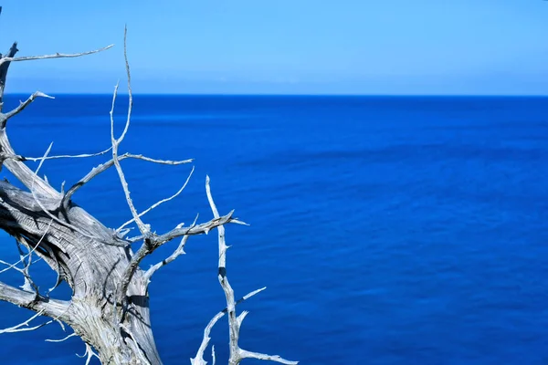 Мертвые или засушливые кусты на высоком побережье — стоковое фото