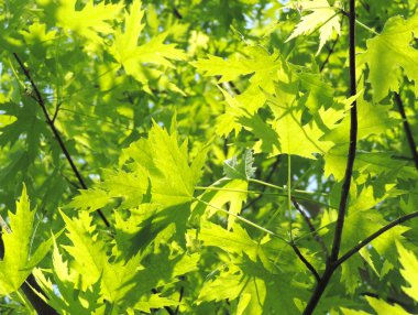 yeşil akçaağaç yaprakları 