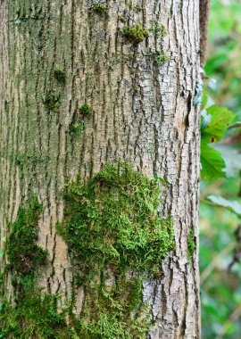 Yosunlu, büyümüş ağaç gövdesi