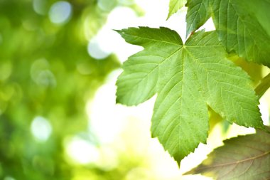 Baharda yeşil akçaağaç yaprakları