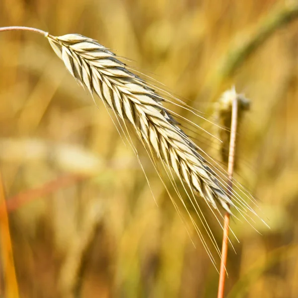 Orelha de centeio ou trigo ao sol — Fotografia de Stock