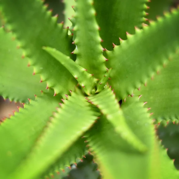 Agave plant or aloe vera — Stock Photo, Image