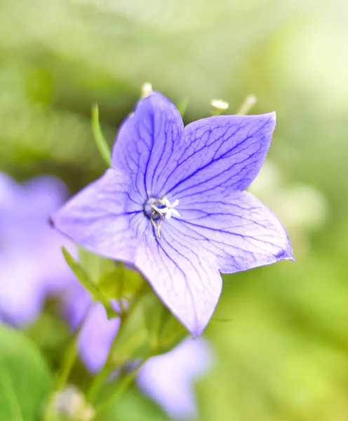 BlueBell viola o fiore palloncino — Foto Stock
