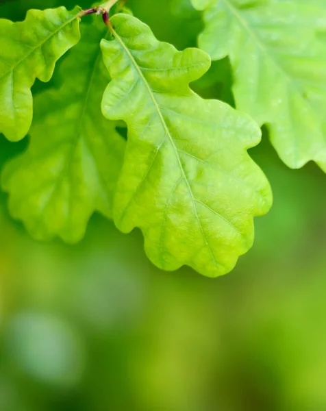fresh, green oak leaves