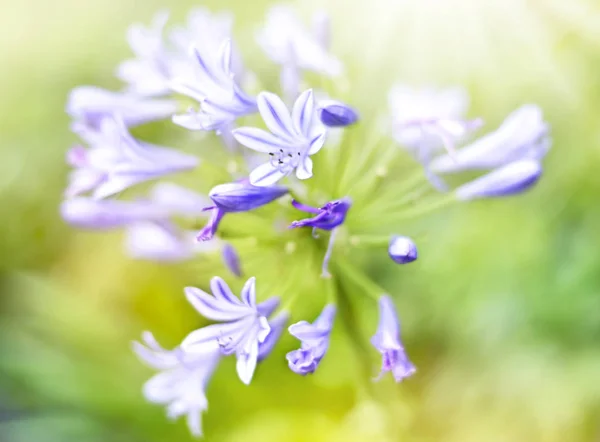 BlueBell flowers, da vicino — Foto Stock