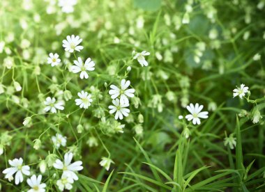 Beyaz çiçekli bahar çayırı 