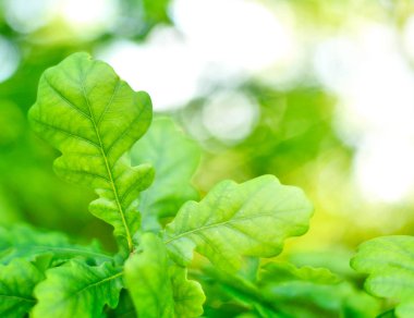 Taze, yeşil Meşe yaprağı