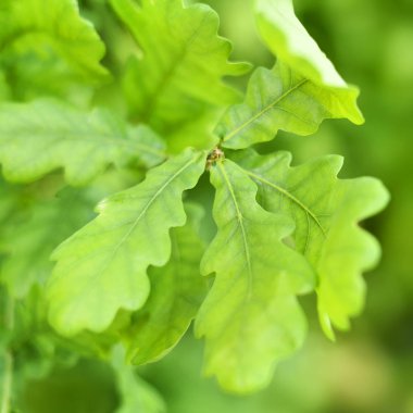 Taze, yeşil Meşe yaprağı