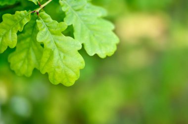taze yeşil meşe yaprakları 