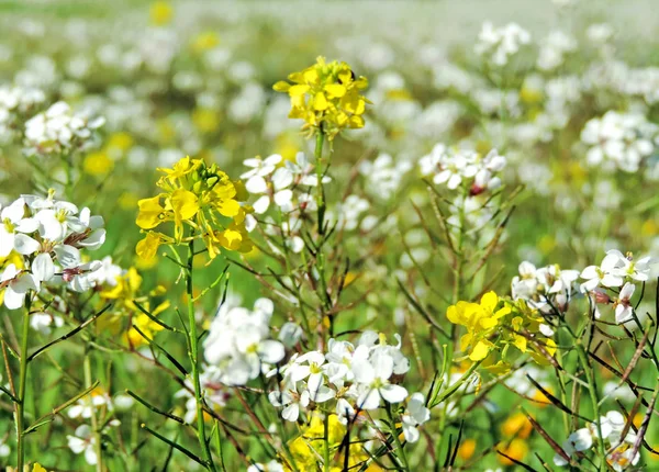 Prado de primavera com flores brancas e amarelas — Fotografia de Stock