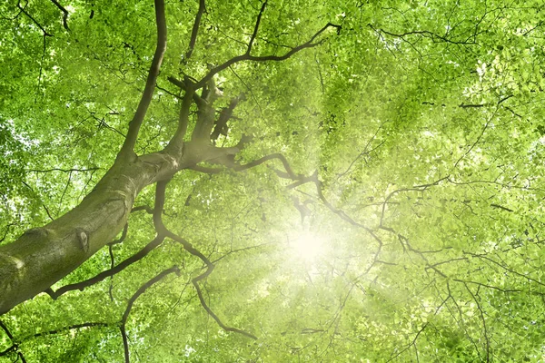 Parte superior del árbol de haya verde, fondo de la naturaleza —  Fotos de Stock
