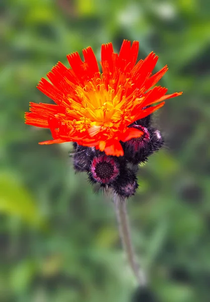 Chardon rouge tête de fleur — Photo
