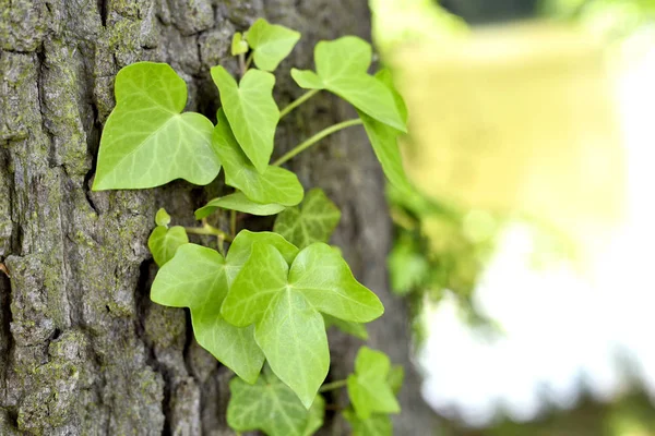 Stock image Ivy or creeper growing on a tee trunk