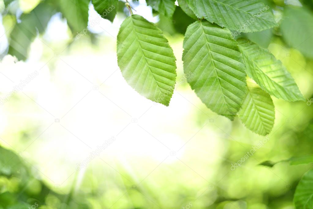 Green beech leaves background