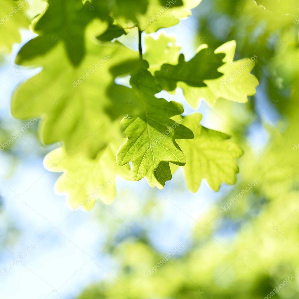 Fresh green oak leaves 