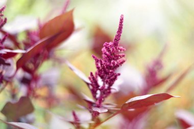 Kırmızı astilbe veya erkeç sakalı 